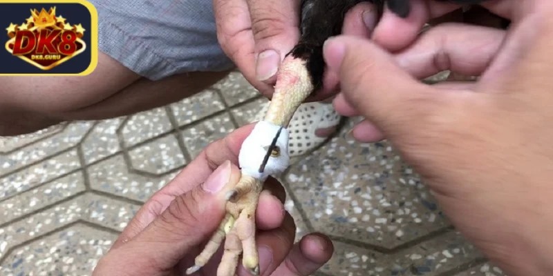 Cách Băng Cựa Gà Chuẩn Trước Khi Chiến Kê Thi Đấu 2 Cách băng cựa gà vô cùng quan trọng cần thực hiện đúng kỹ thuật
