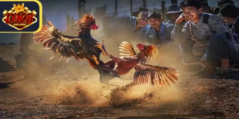 Tường Thuật Đá Gà - Trải Nghiệm Giải Trí Đỉnh Cao Cho Bạn 2 Thông tin về hình thức tường thuật đá gà cho người mới