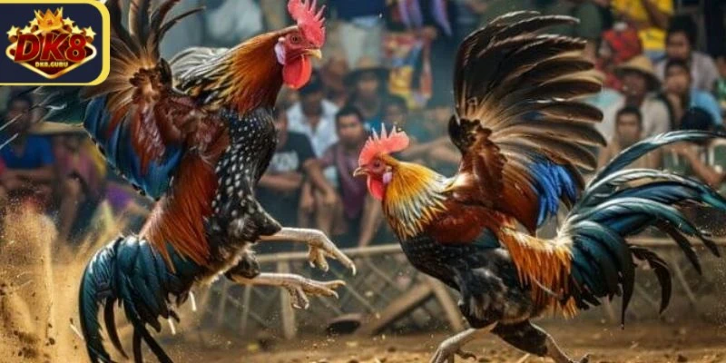 Chọi Gà Thomo Quy Tắc Cơ Bản Mà Người Chơi Nên Biết 2 Đá gà Thomo là một hình thức cá cược nổi tiếng trong cộng đồng đam mê đá gà