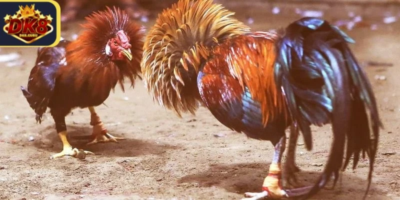 Trực Tiếp Đá Gà Cựa Sắt Thomo - Nơi Cá Cược Chất Lượng 2 Các trận đấu đá gà cựa sắt Thomo thường diễn ra trong một không gian kín