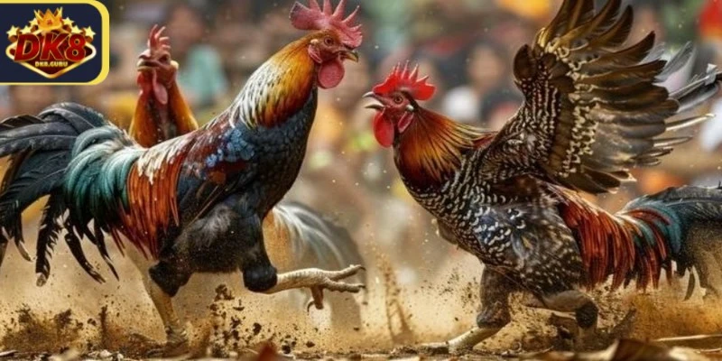 Xem đá gà trực tuyến - Trải Nghiệm Kịch Tính Cá Cược 2 Xem đá gà trực tuyến là theo dõi trận đấu thông qua các kênh phát sóng trực tiếp